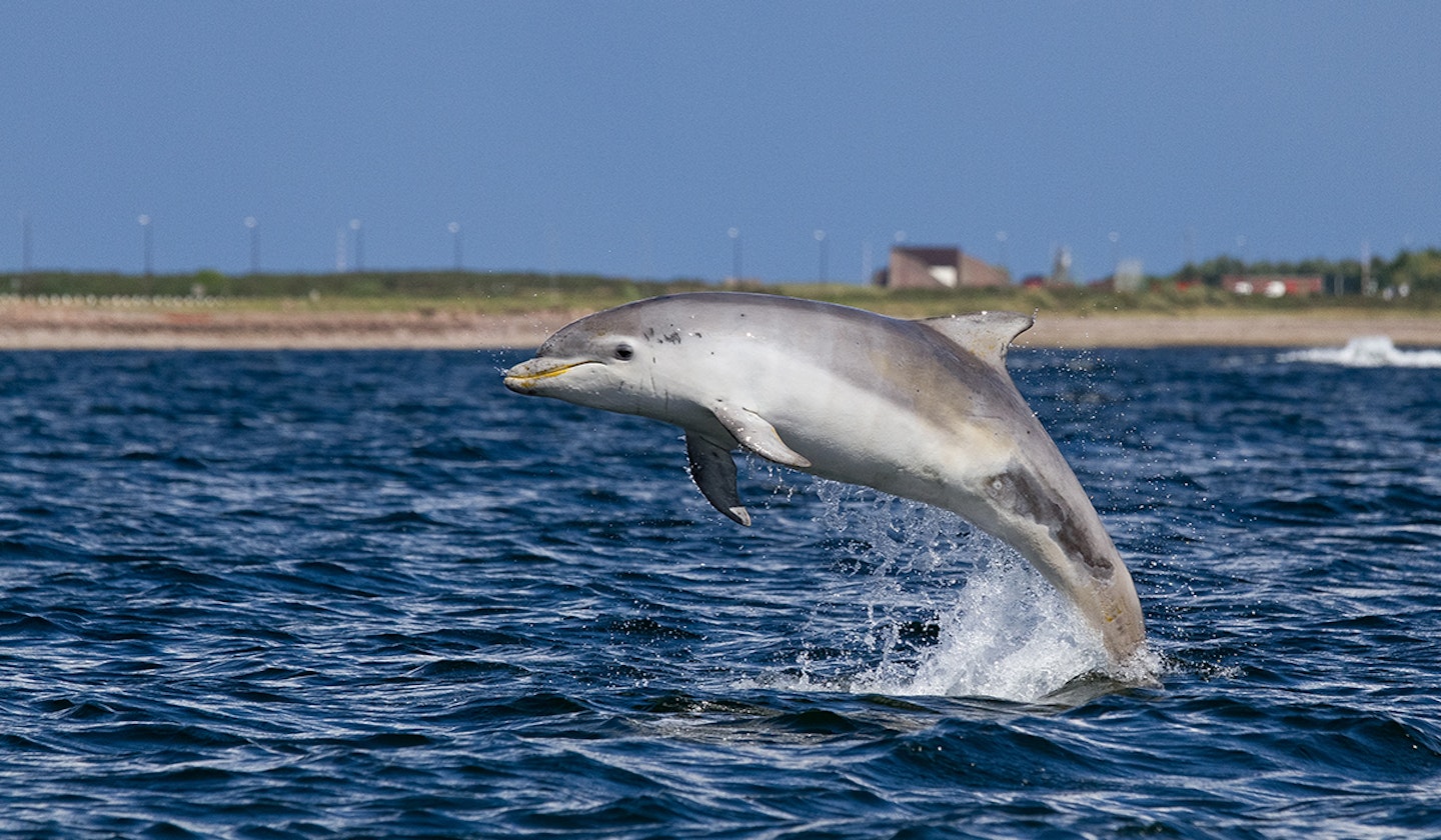 Bottlenose dolphin (Tursiops truncatus) calf breaching in the sunshine in the Moray Firth, Scotland.