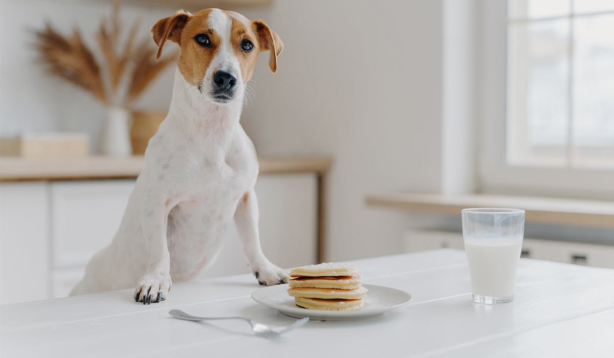 Dog pancakes