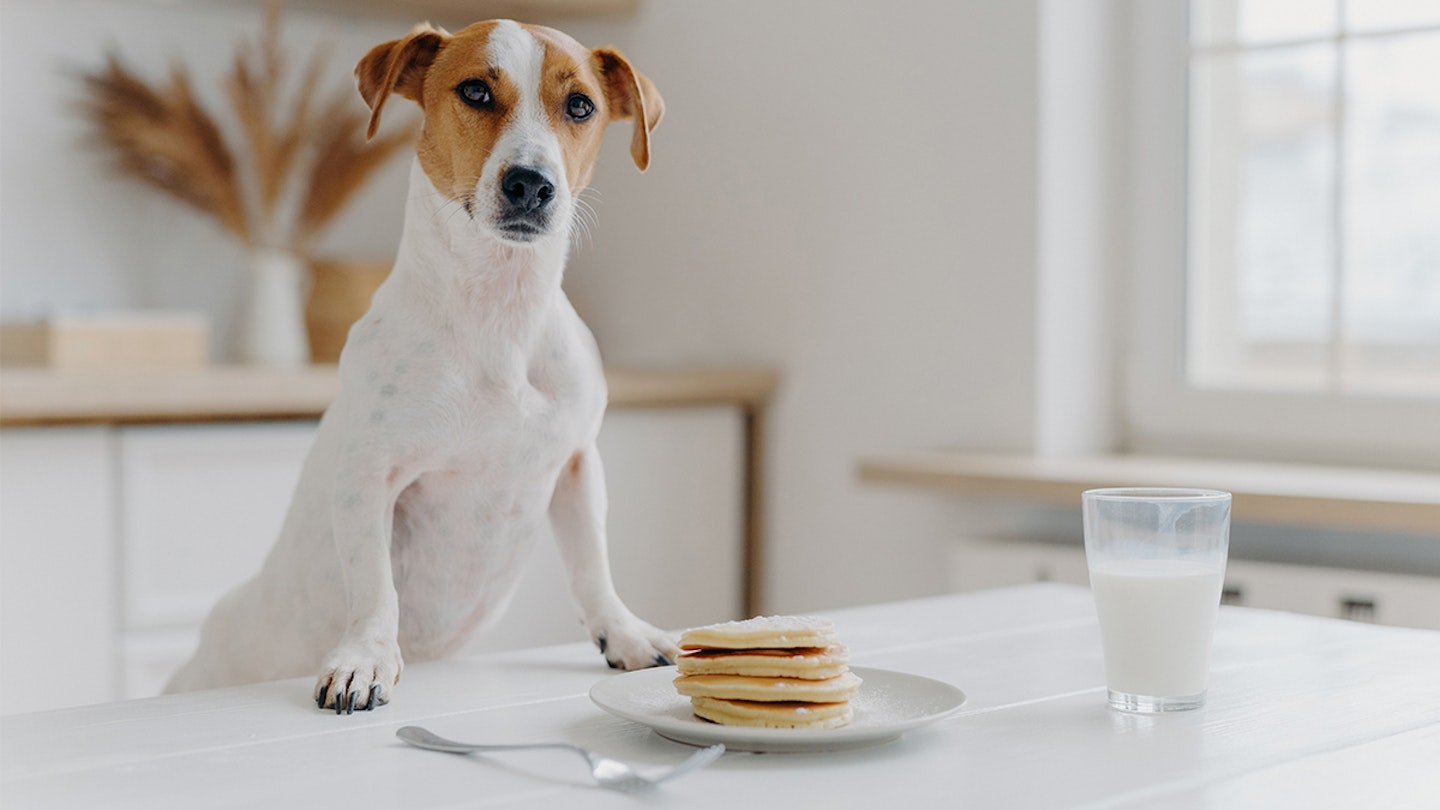 Dog with pancakes