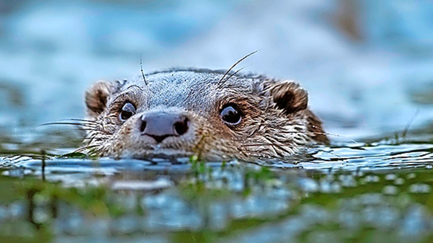 Welsh otter survey reveals species' decline