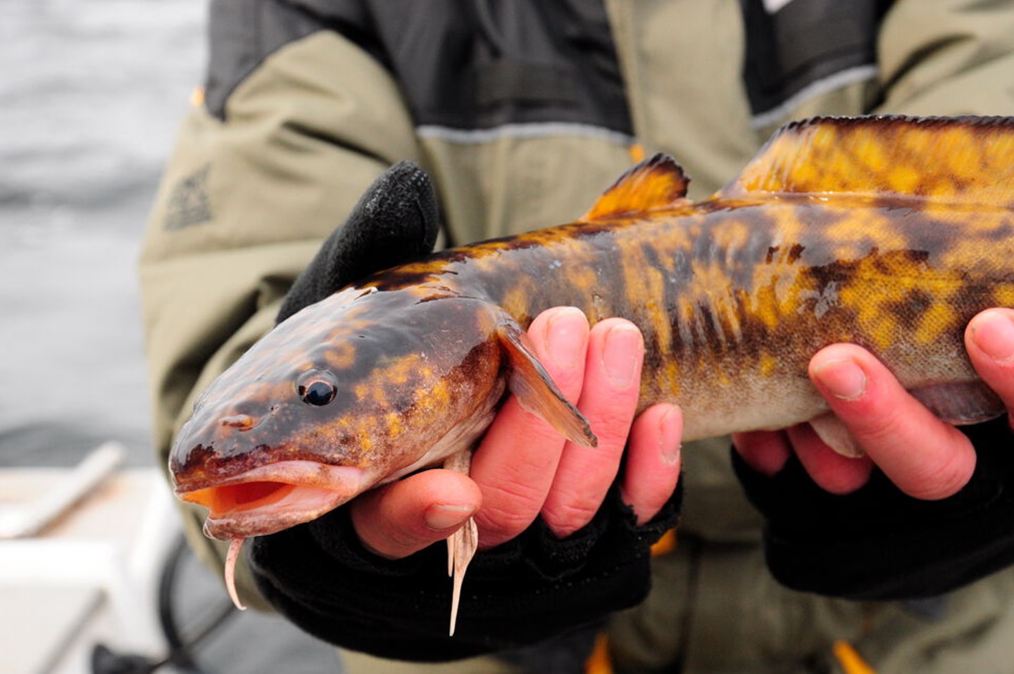 Got a PB list so old it’s got a burbot on it?