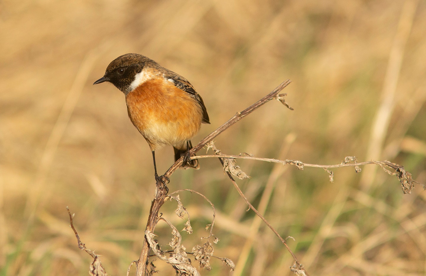 Stonechat