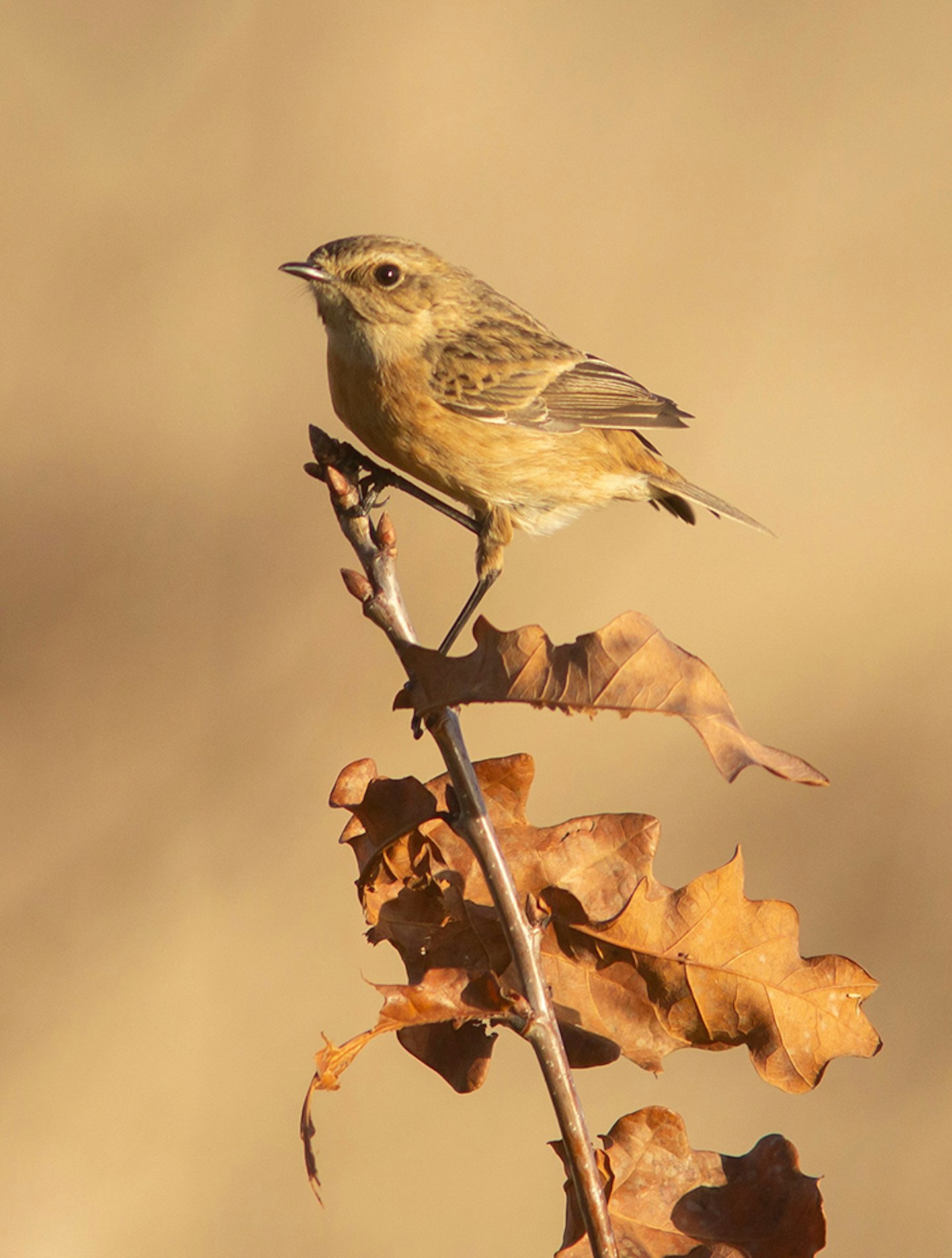 Stonechat