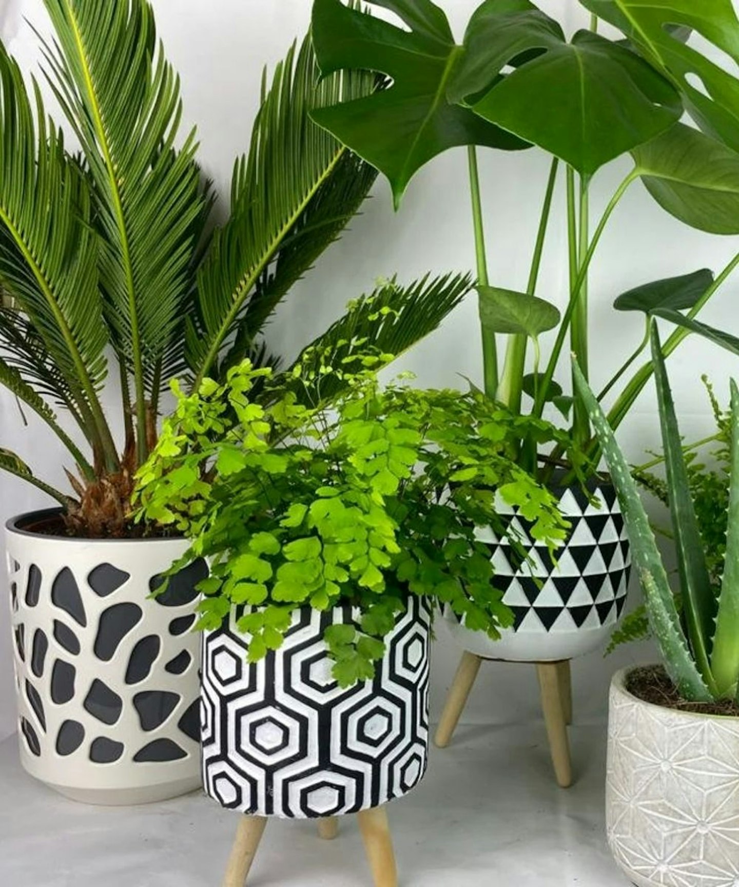 Plants By Post Subscription, From £25