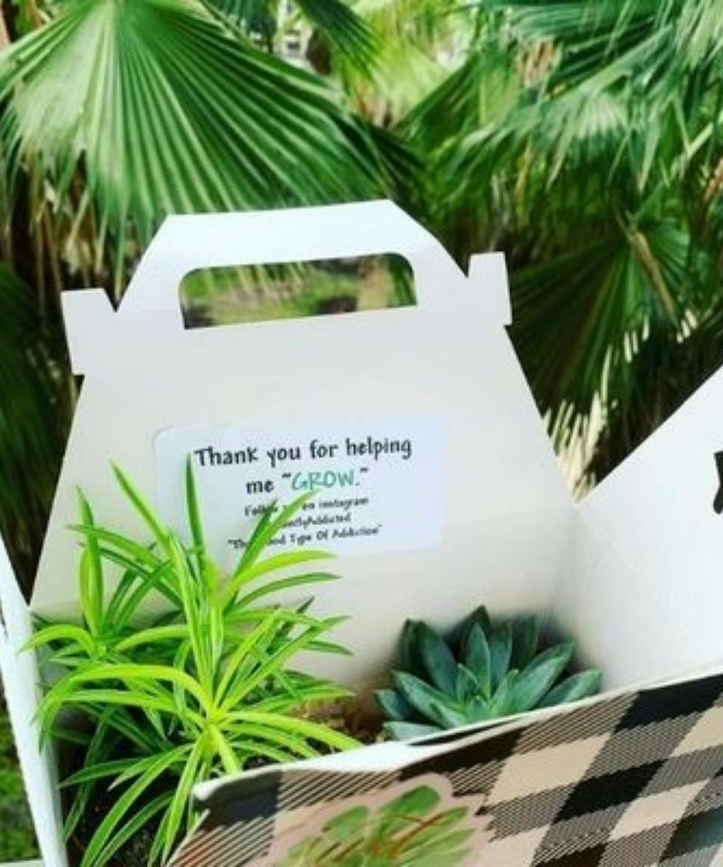 Plantly Addicted Three Month Houseplant Subscription, £82.08