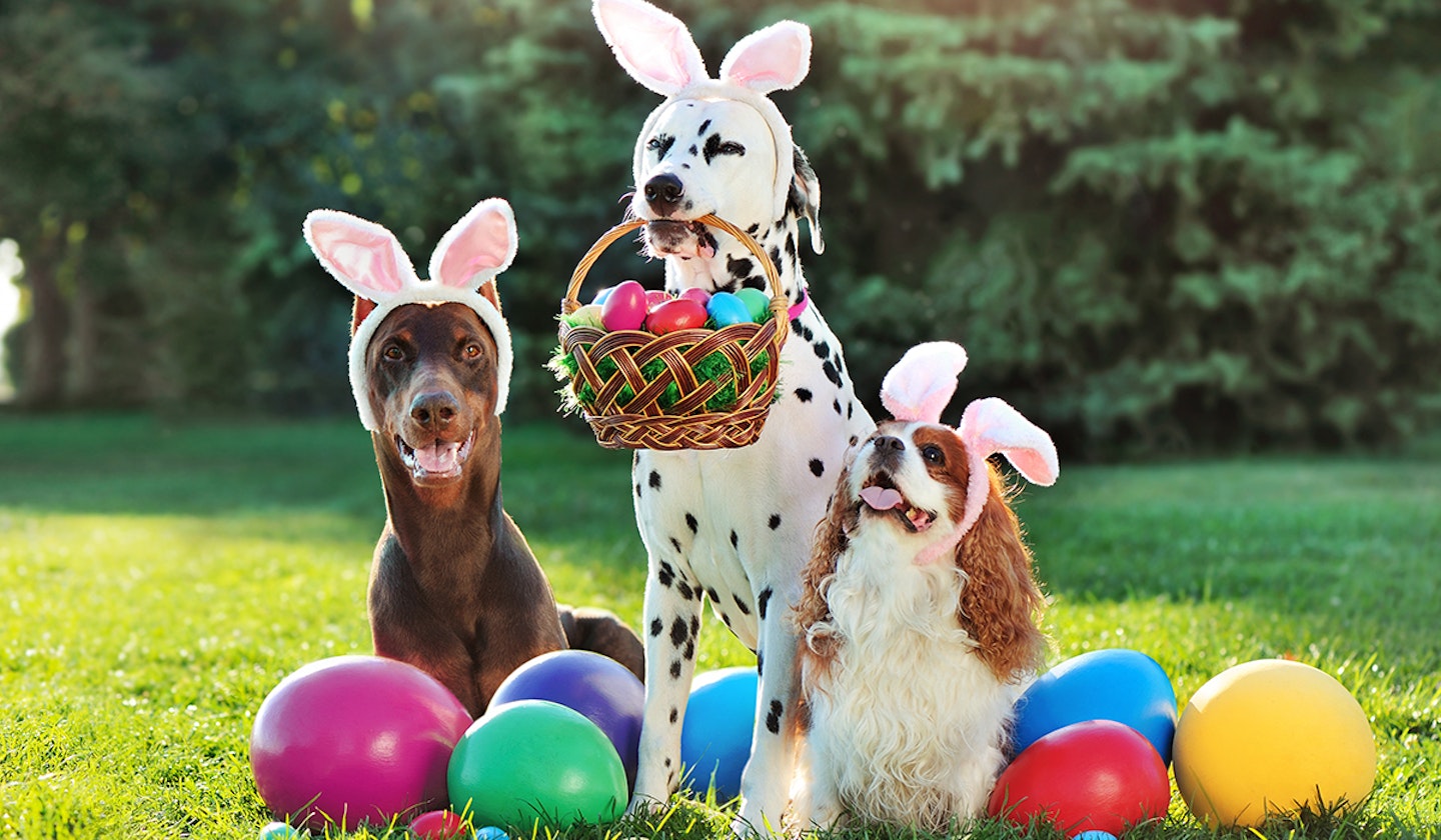 dog Easter eggs