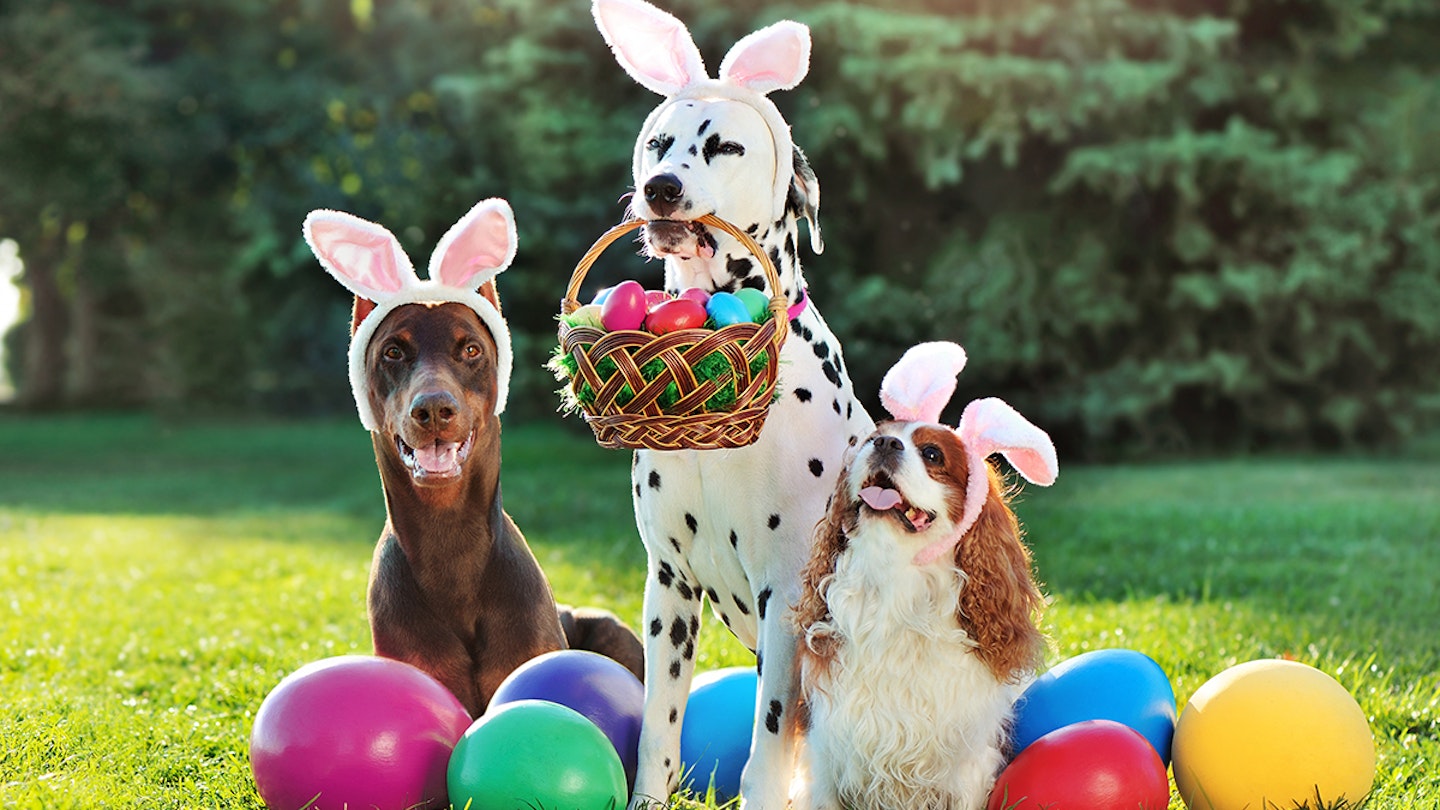 dog Easter eggs