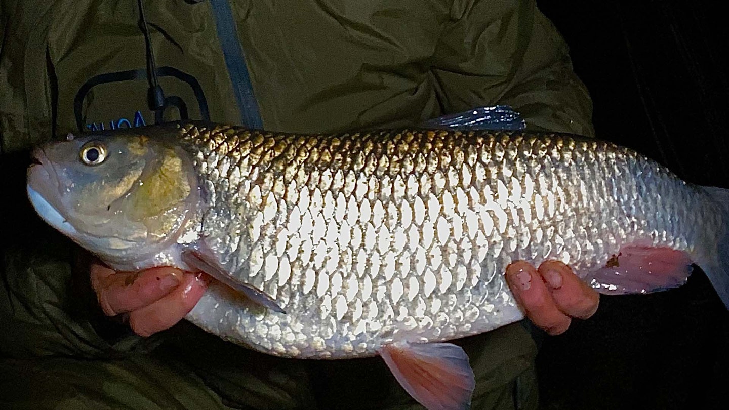 Blank run ends with incredible spell of Yorkshire chub fishing - John Clark