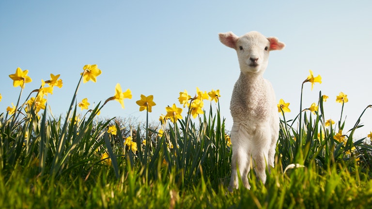 The first signs of spring to look out for