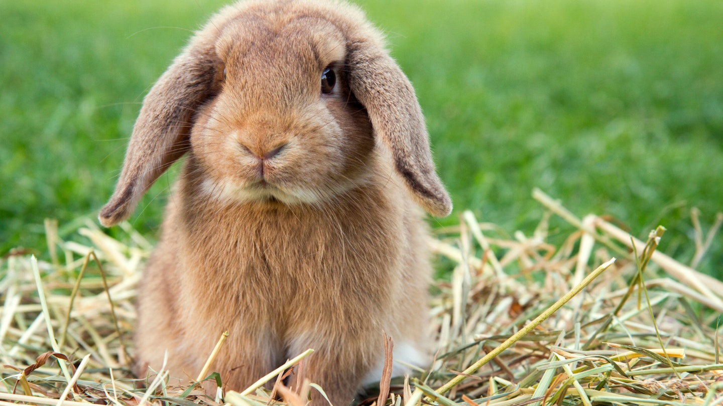 Rabbit in hutch hay