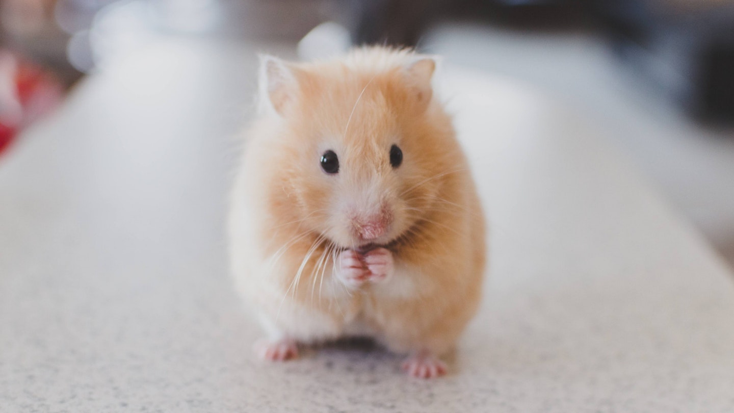 Golden online hamster care