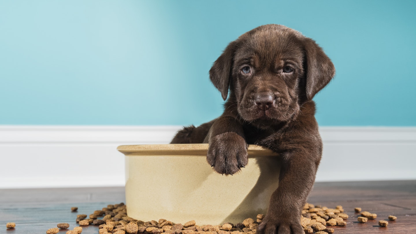 The best puppy food to keep them happy