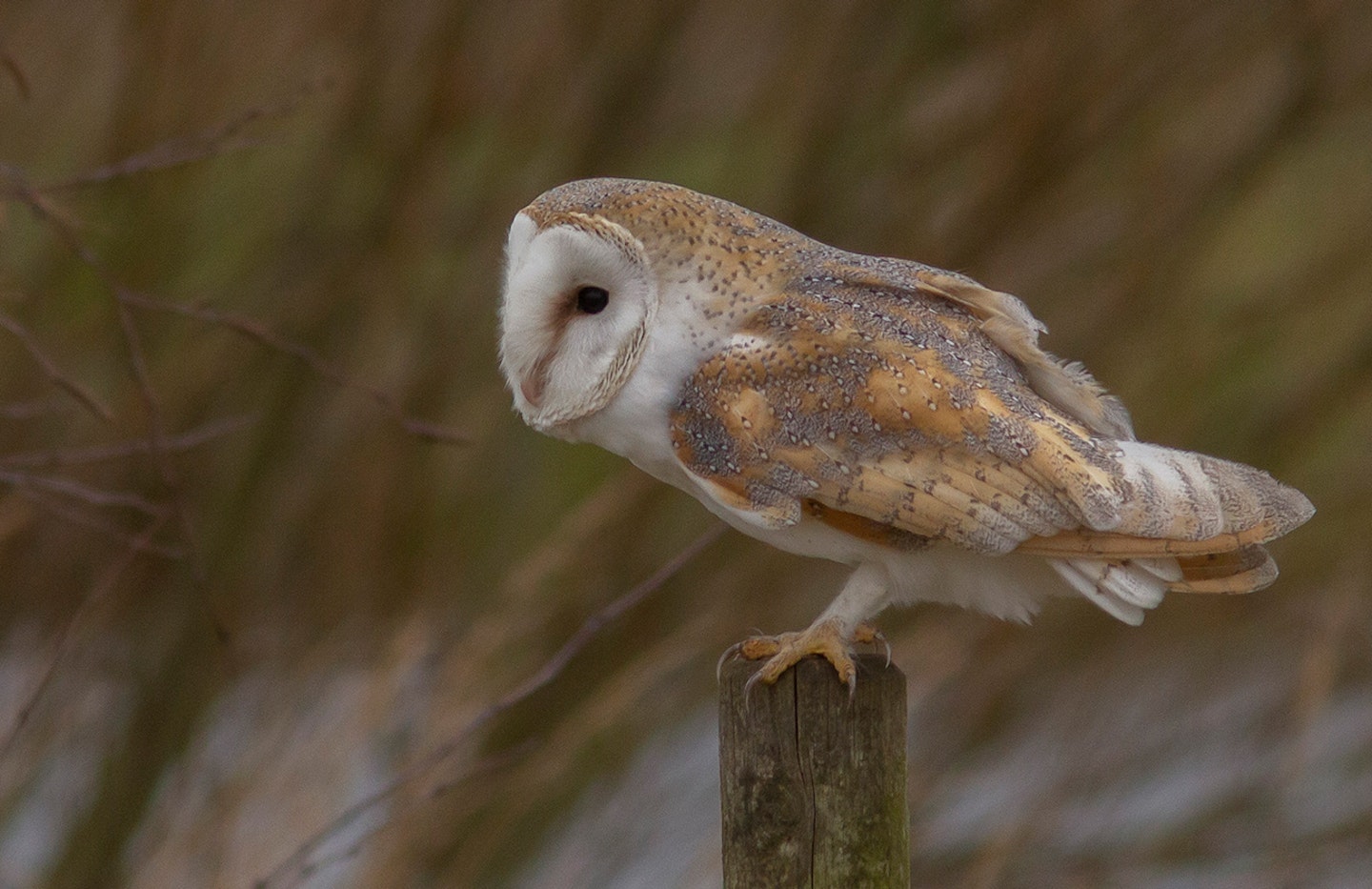 Barn Owl