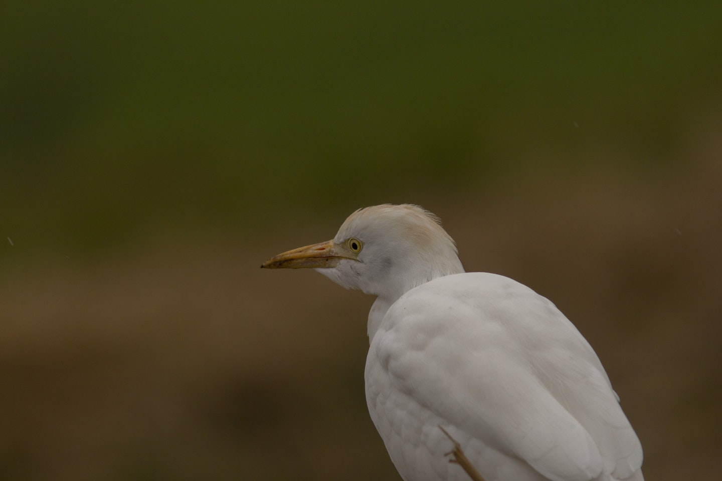 Cattle Egret