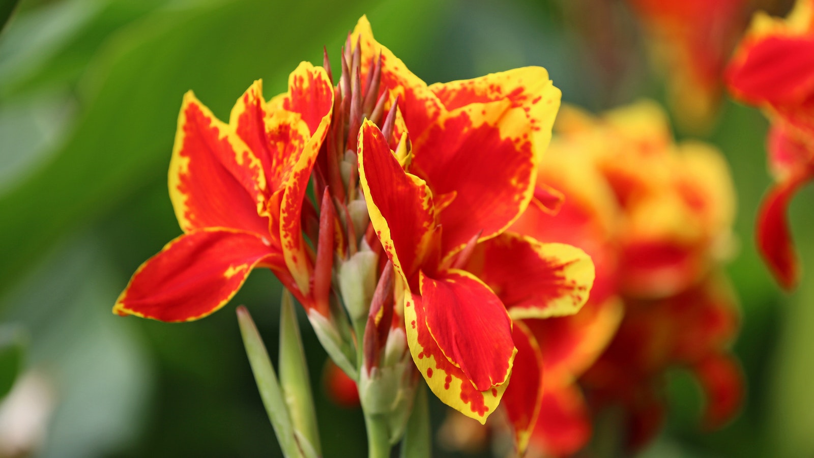 Wyoming Canna Lily