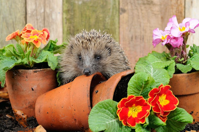 How To Help Hedgehogs Garden News how-to-help-hedgehogs-garden-news