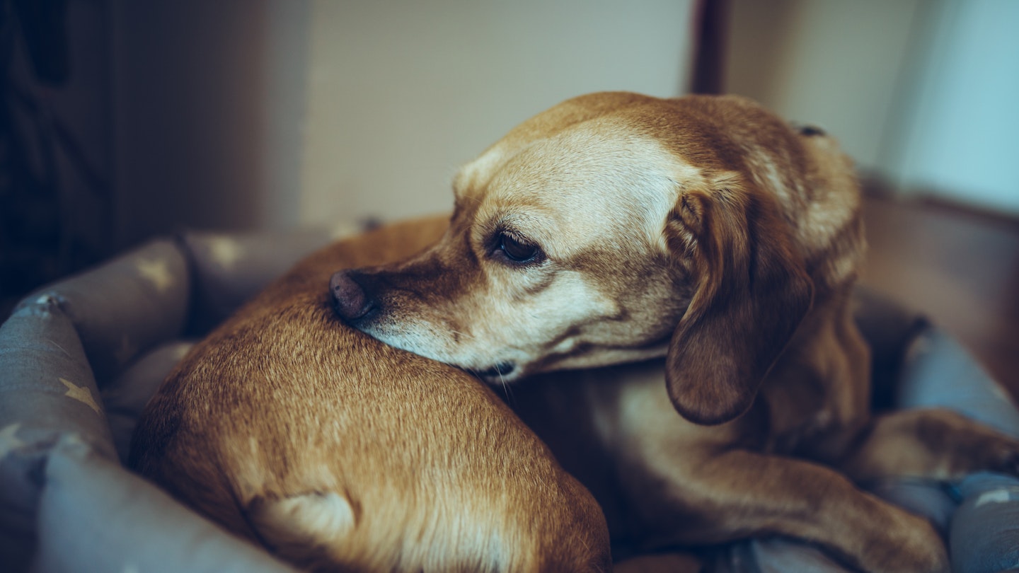best flea treatments for dogs - Yours