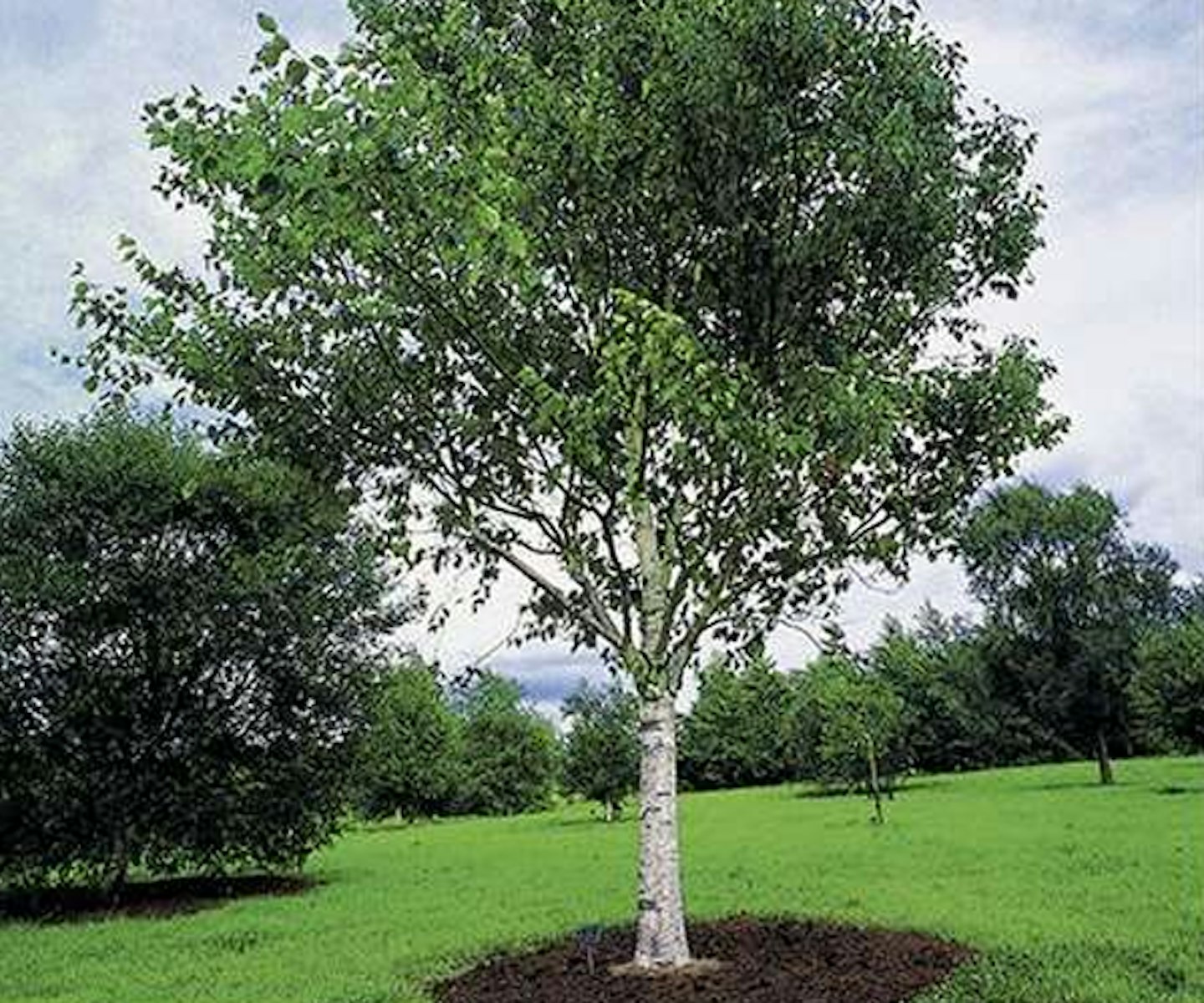 Betula utilis var jacquemontii | Himalayan Birch Tree