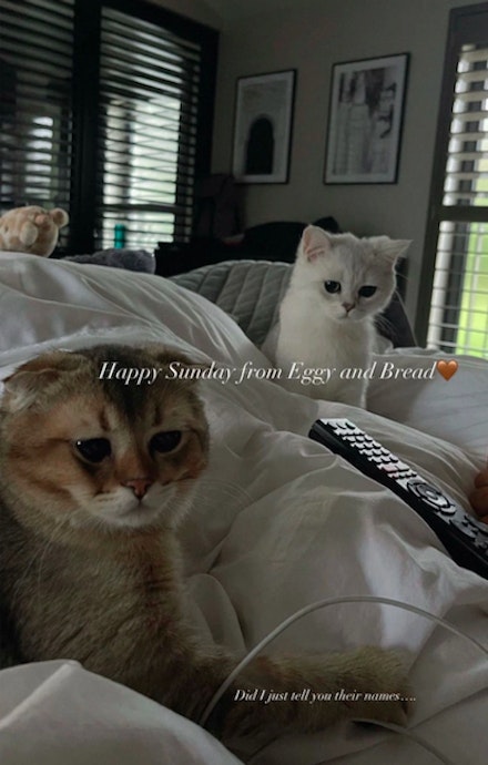 Molly-Mae's Hague's new kittens: everything you need to know about Eggy Bread | Celebrity Heat