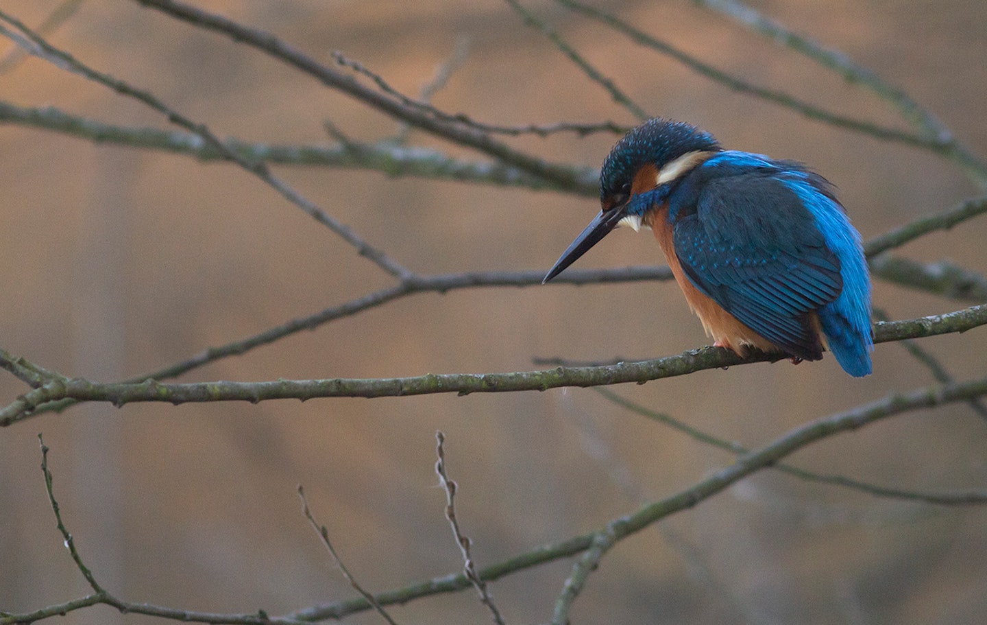 Kingfisher