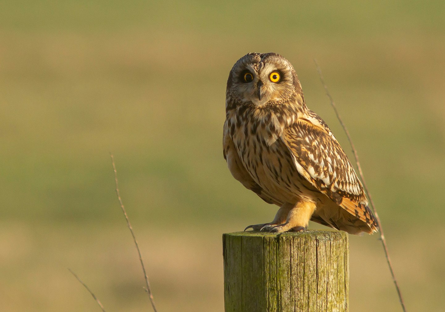 Short-eared Owl