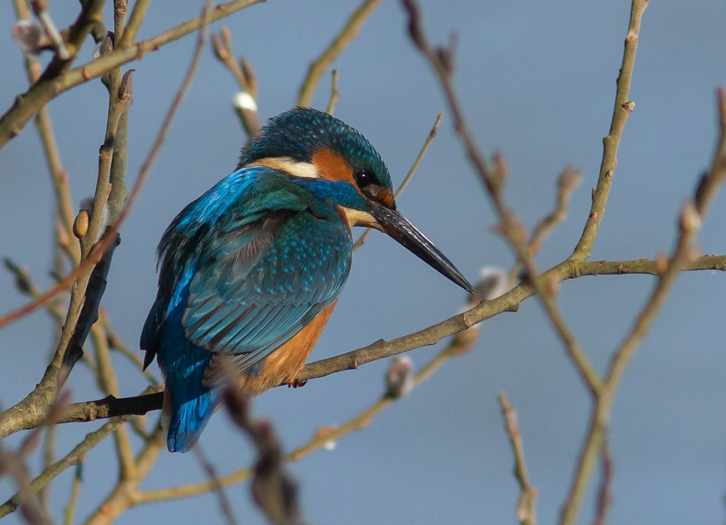 Kingfisher