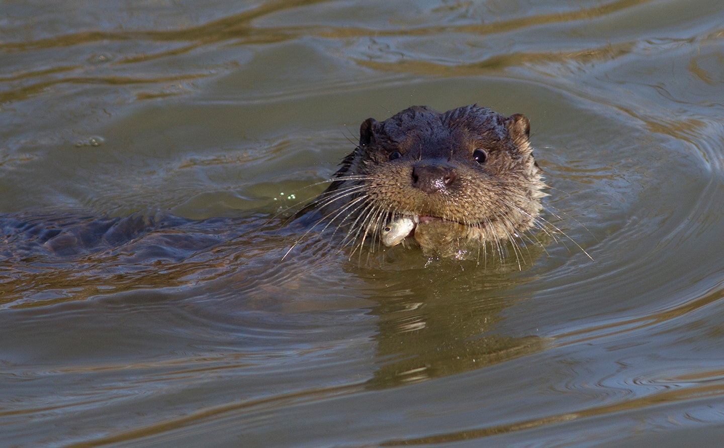 Otter