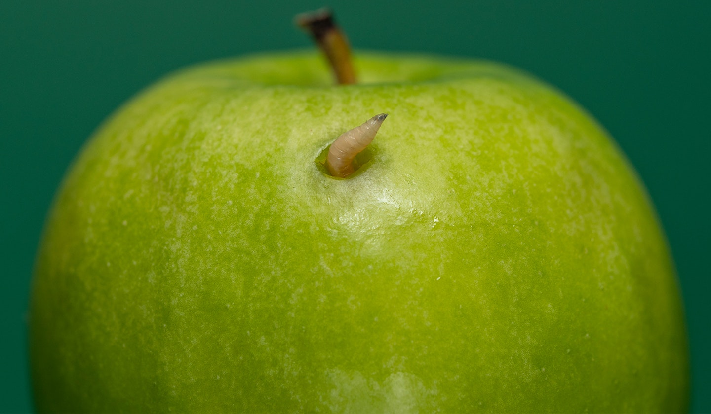 Maggot in apple