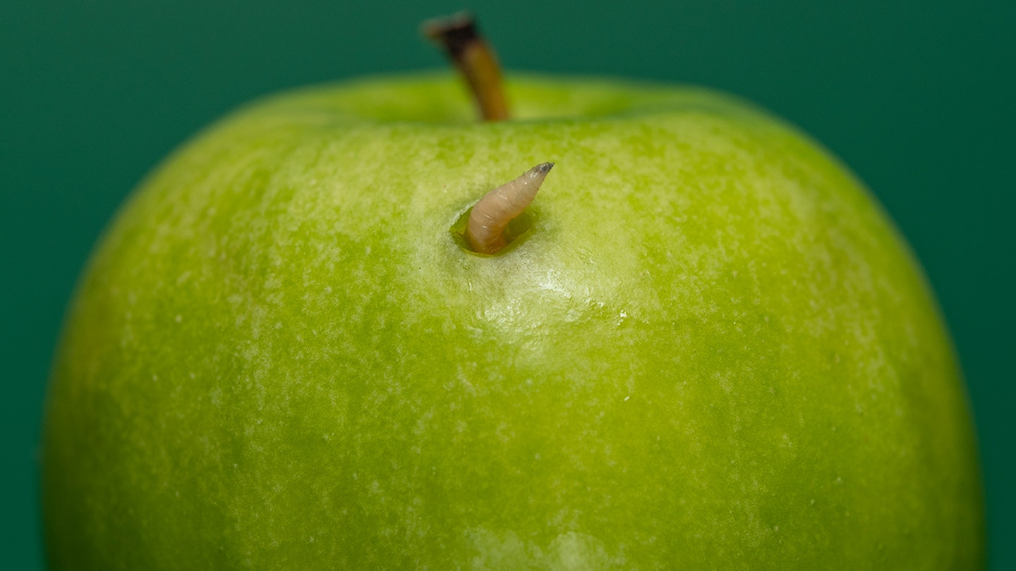 Maggot in apple
