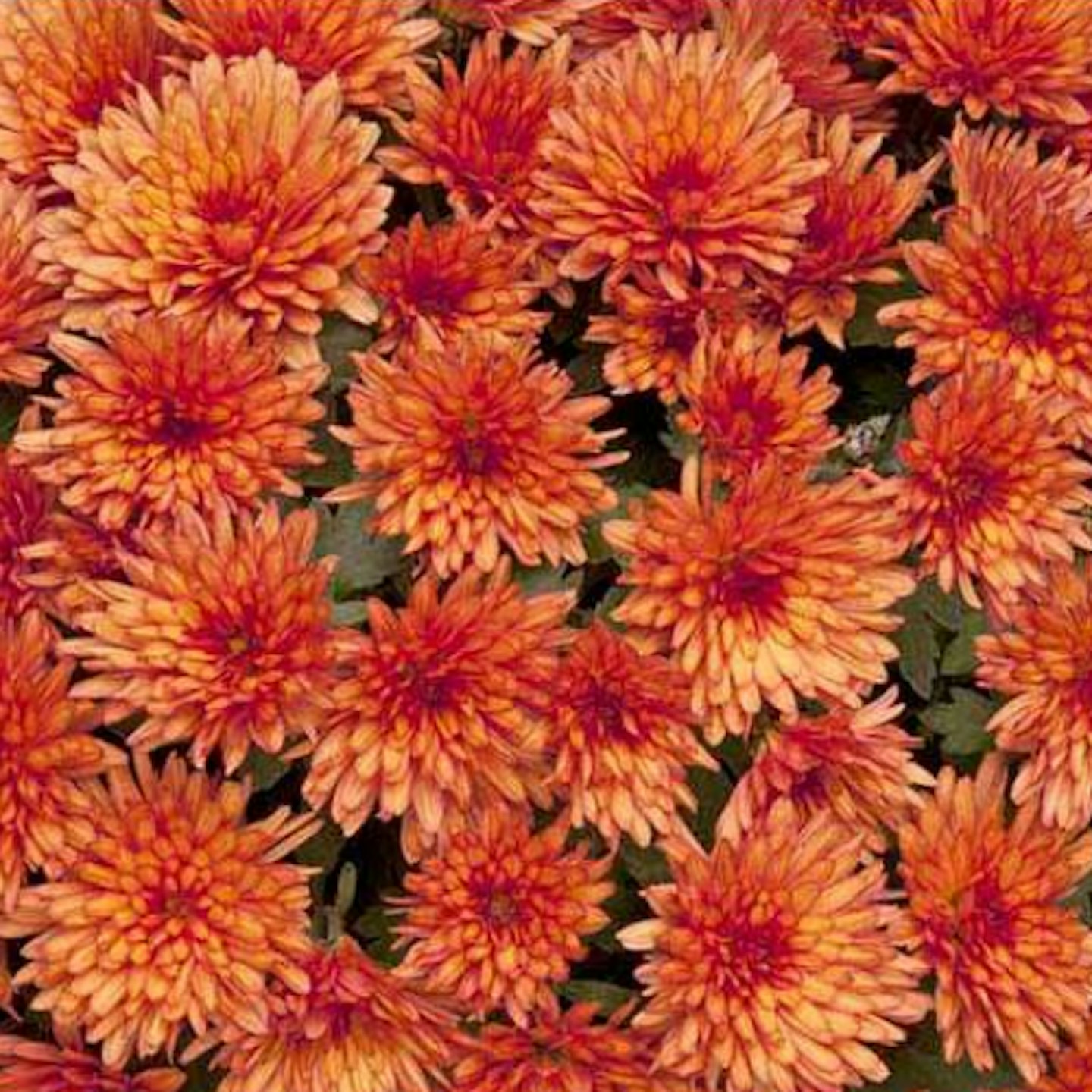 Chrysanthemum u2018Marjolein Brownu2019