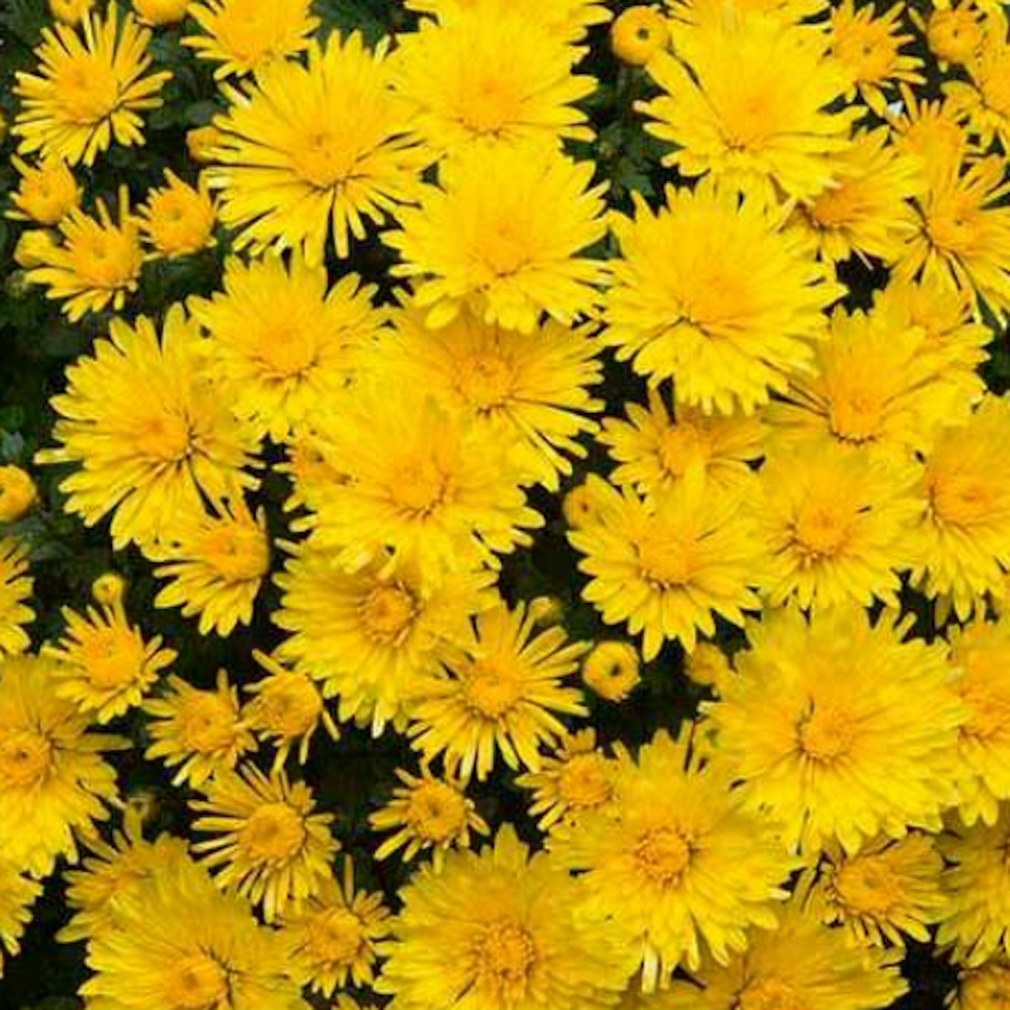 Chrysanthemum u2018Picardieu2019