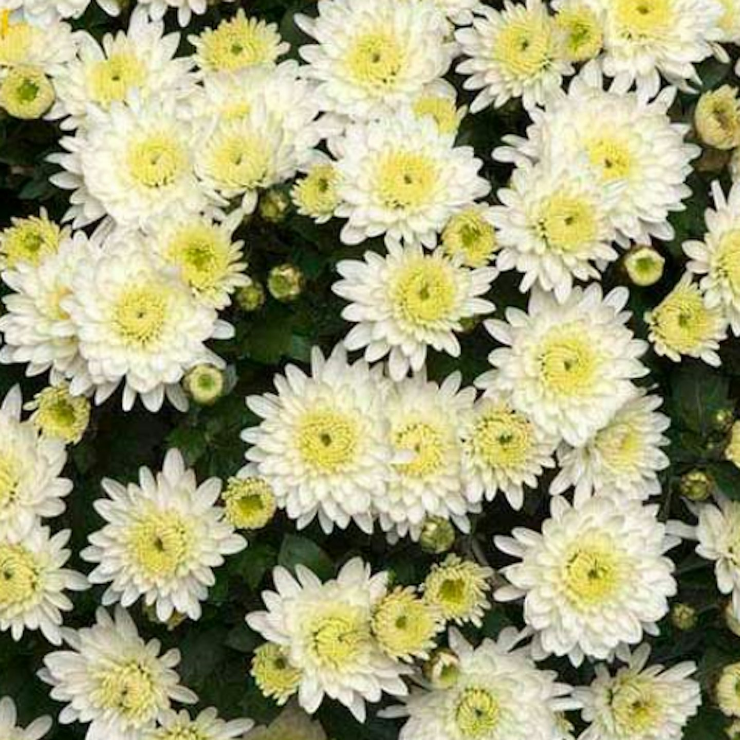Chrysanthemum u2018Isola Whiteu2019