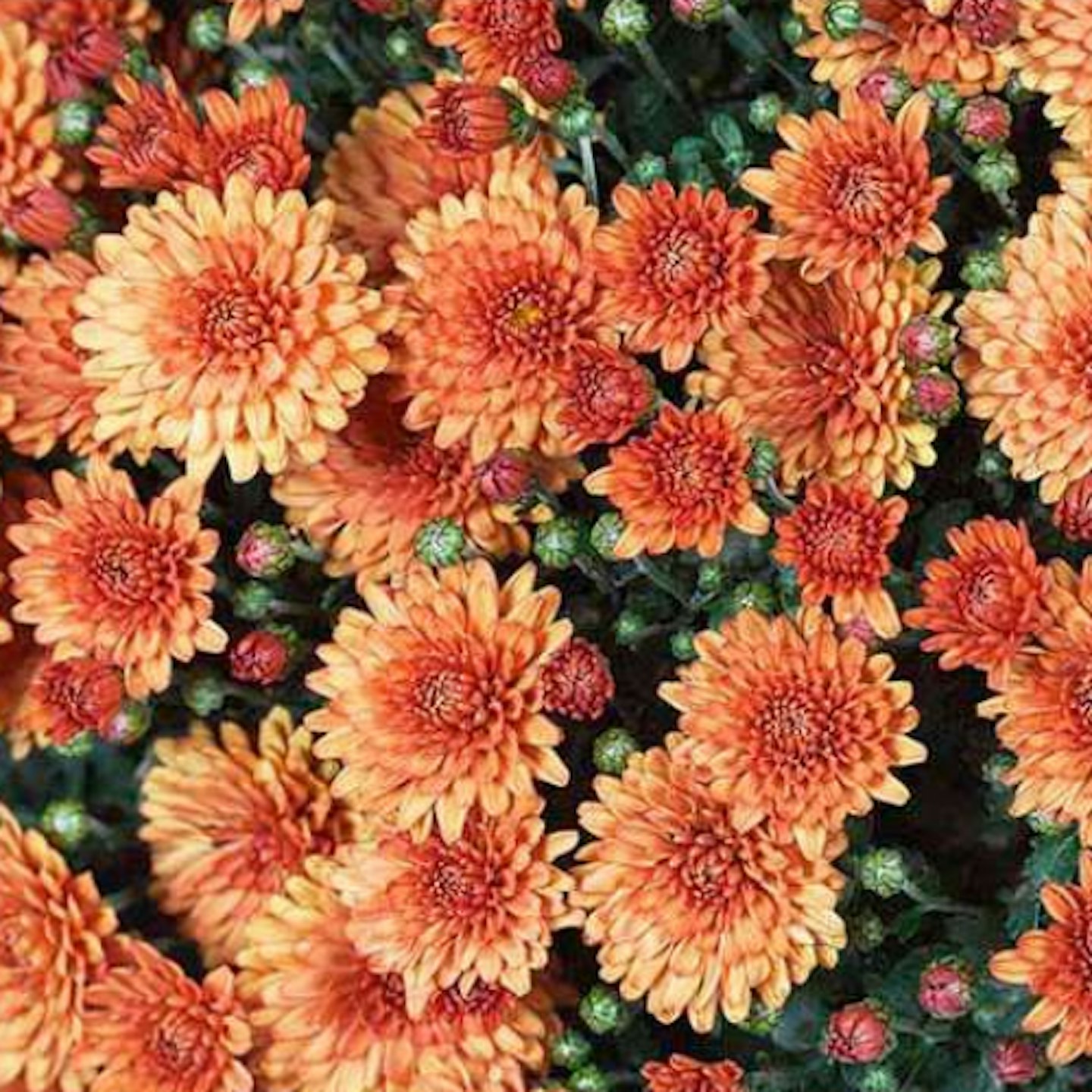 Chrysanthemum u2018Santanosu2019