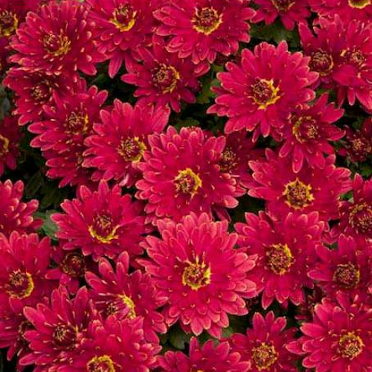 Chrysanthemum u2018Erina Redu2019