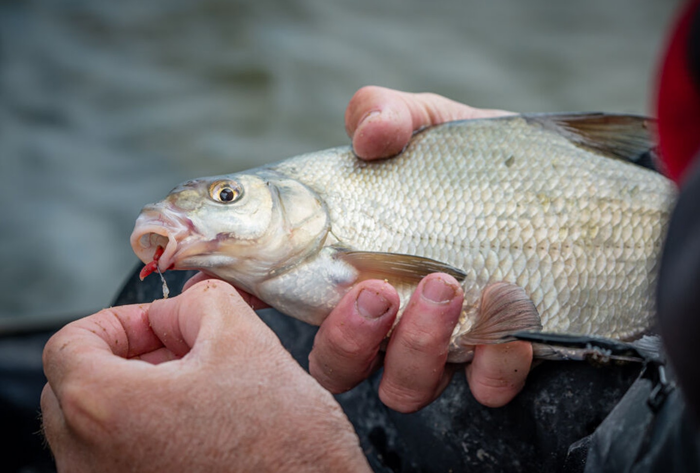 Sweet fishmeal
