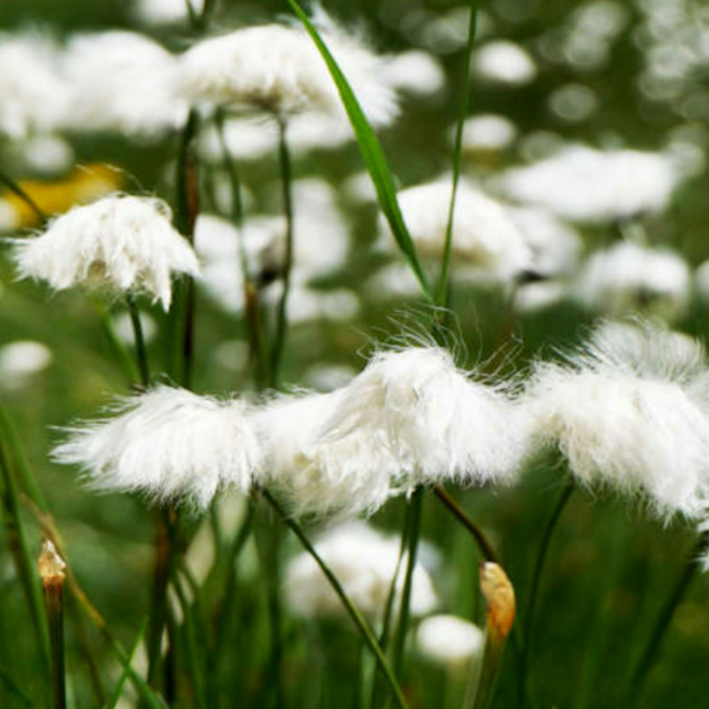 White Cotton Grass