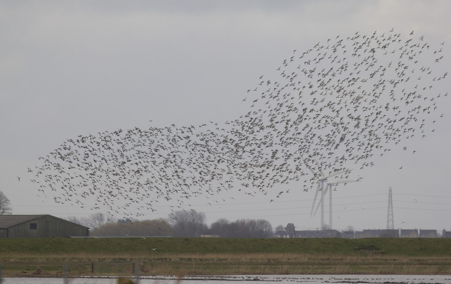 Black-tailed Godwits