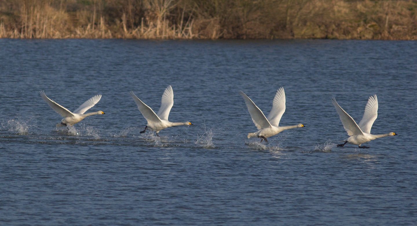 Whooper Swans