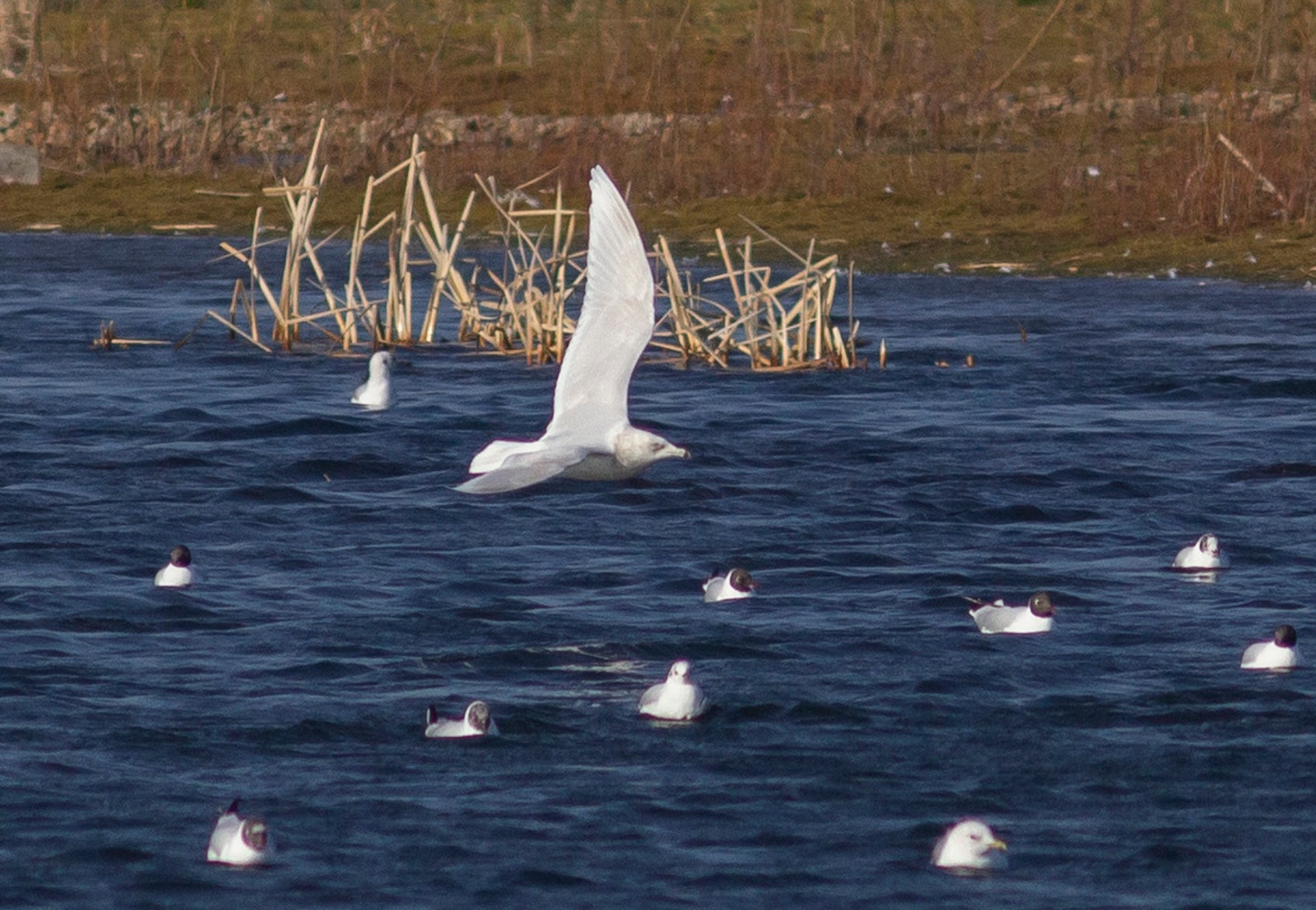 3W Kumlien's Gull, Tanholt Pits, Eye, Cambs