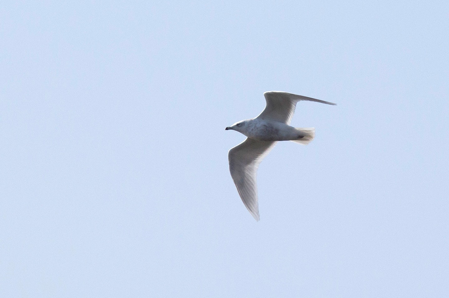 3W Kumlien's Gull, Tanholt Pits, Eye, Cambs