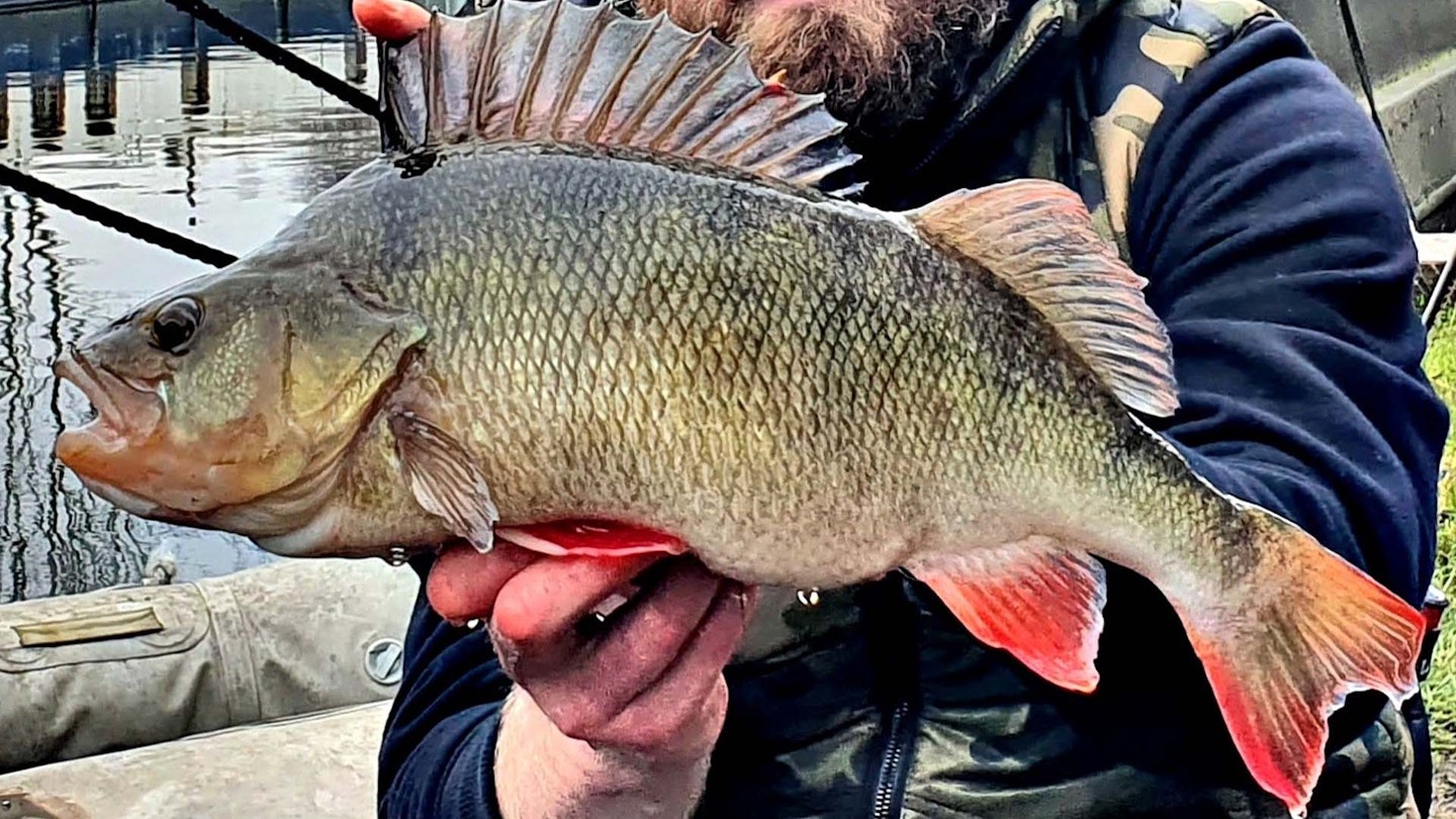 Monster canal perch from the Grand Union