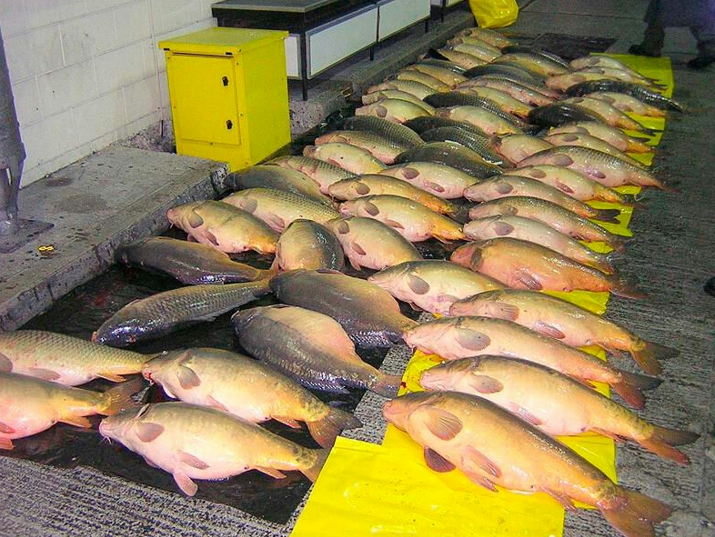 The 2010 haul of 120 big carp at Dover netted the perpetrators a £10,000 fine