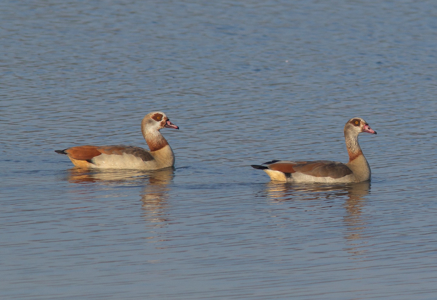 Egyptian Geese