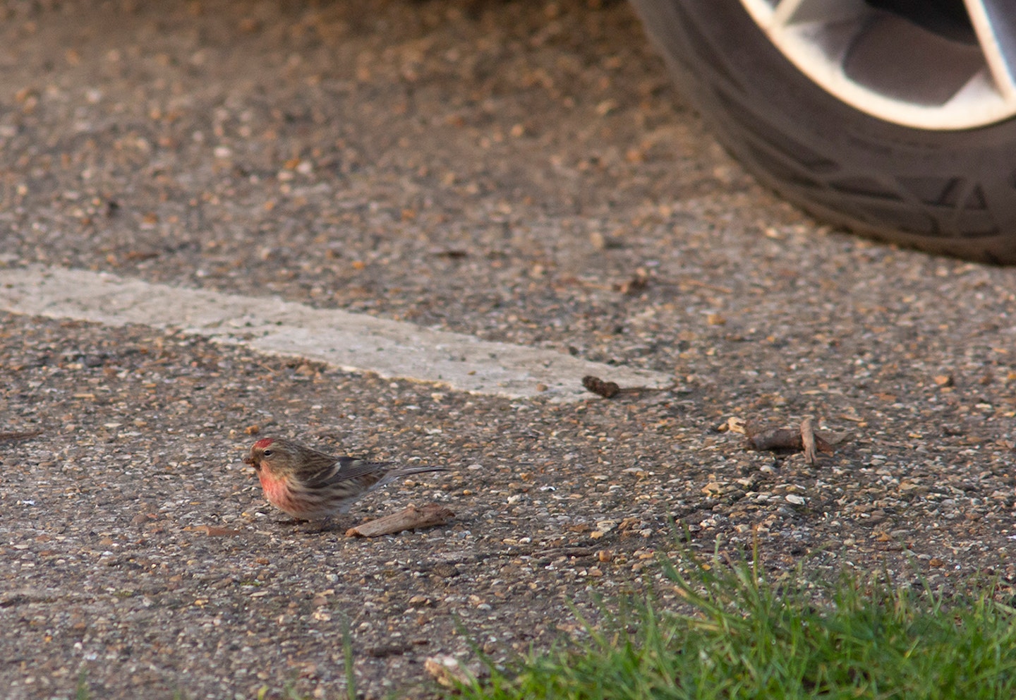 Lesser Redpoll