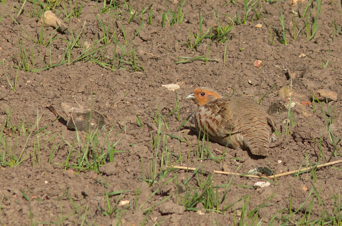 Grey Partridge