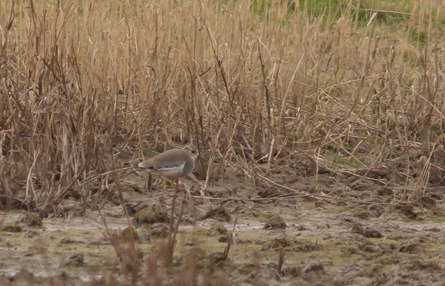 White-tailed Lapwing