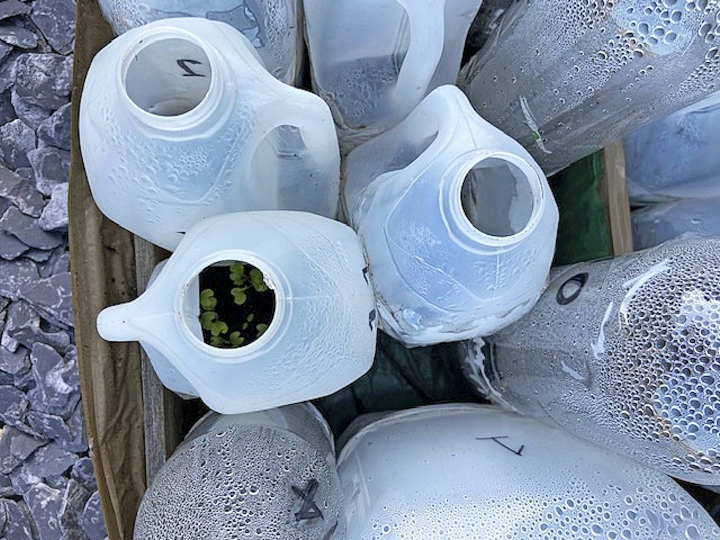 Bottle CROPS