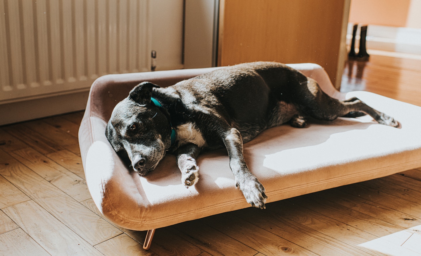 Dog sofa bed