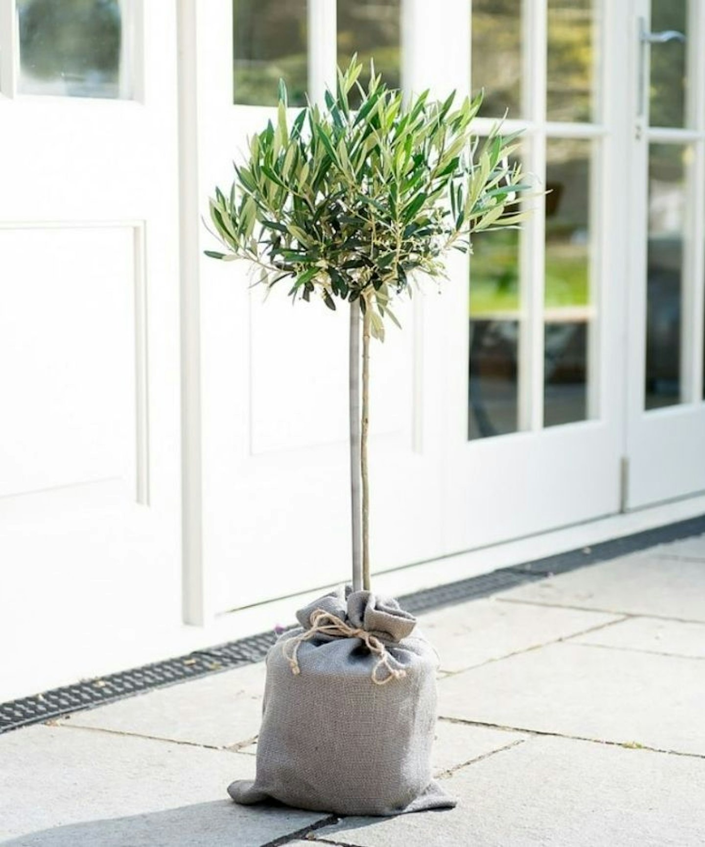 Olive Tree