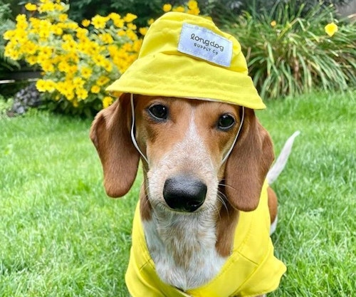Dog sun cap Outlet